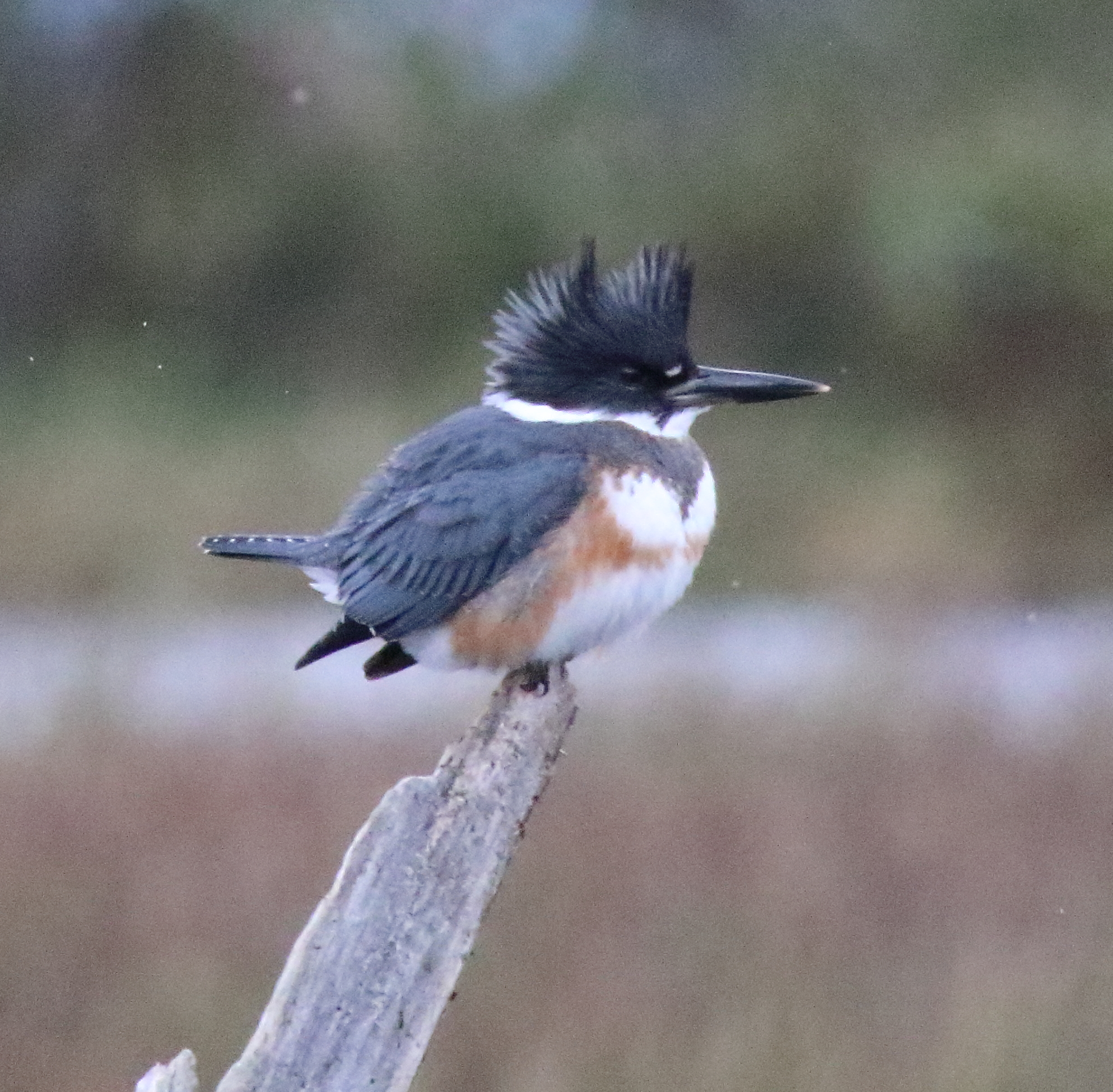 a photo of a belted kingfisher