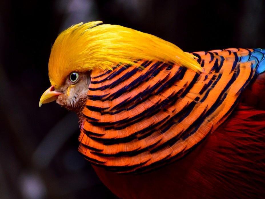 golden pheasant close up