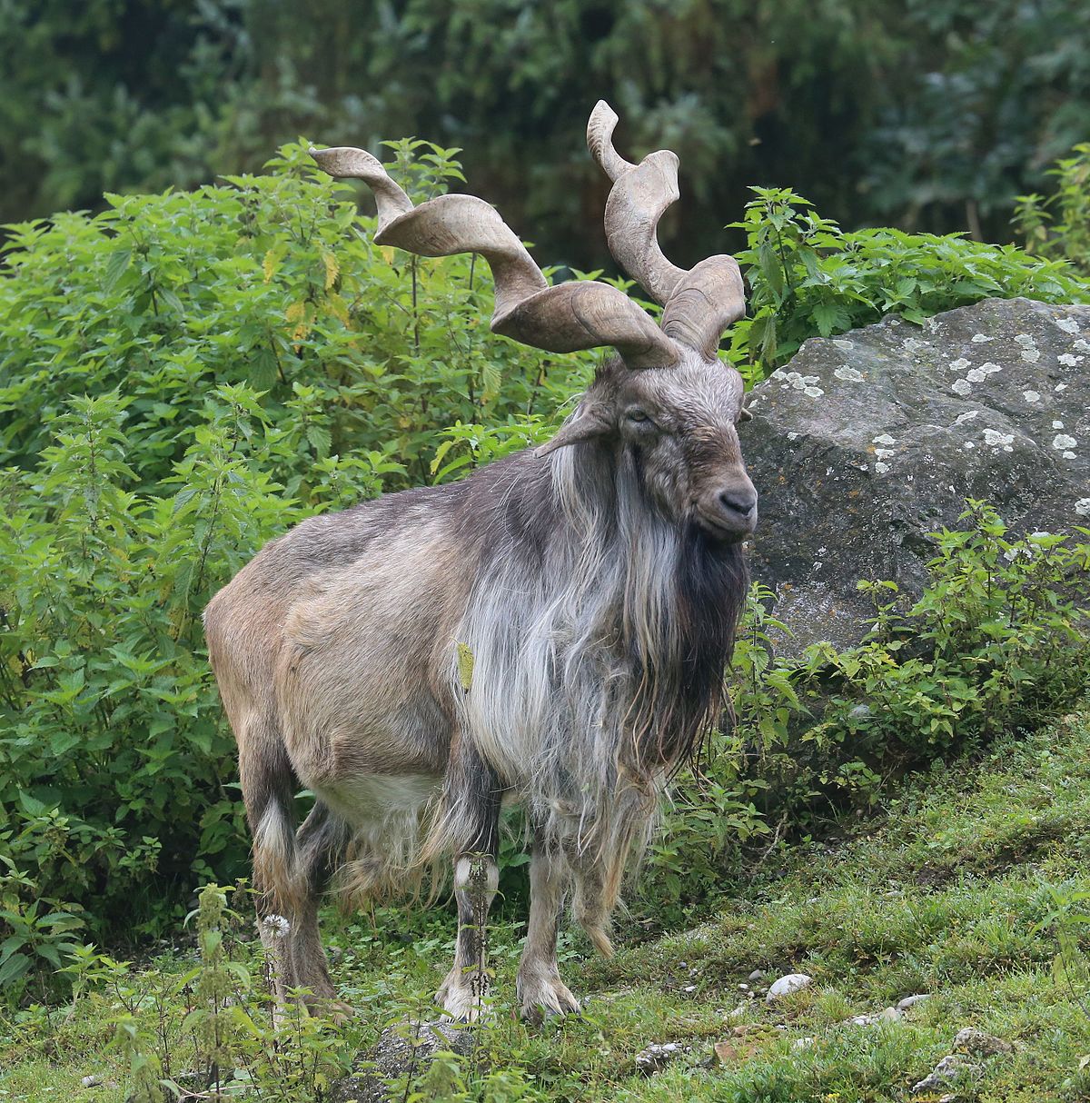 a photo of a markhor