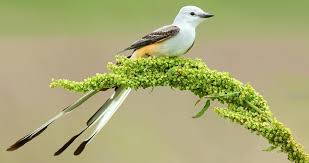 a photo of a scissor tailed flycatcher